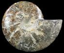 Polished Ammonite Fossil - Beautiful Display #51591-1